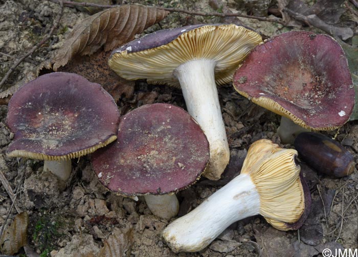 Russula melitodes