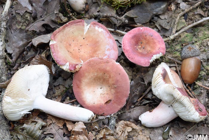 Russula rubroalba