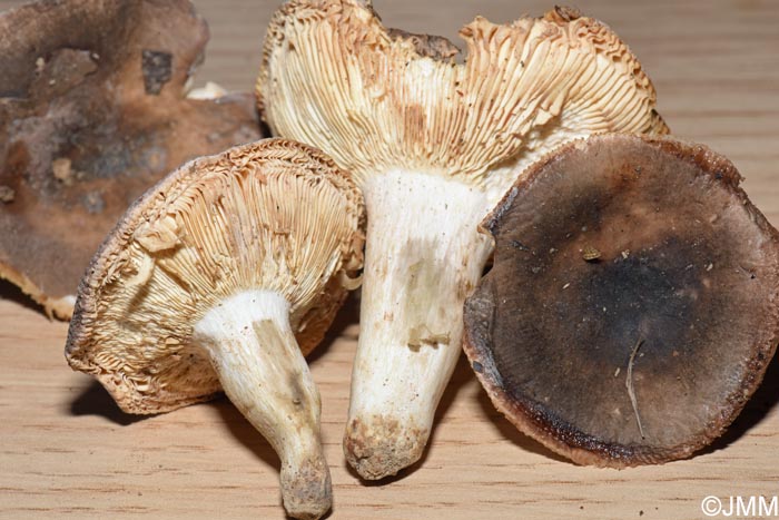 Russula sericatula