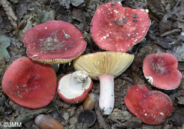 Russula tinctipes
