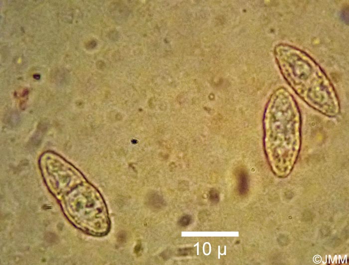 Thelonectria discophora