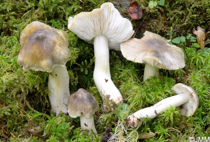 Tricholoma guldeniae