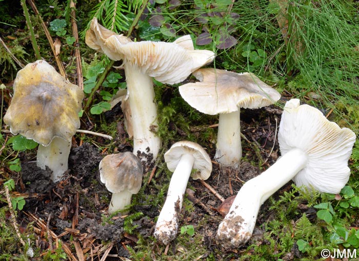 Tricholoma guldeniae