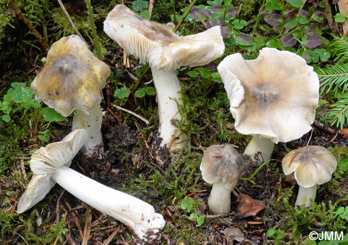 Tricholoma guldeniae