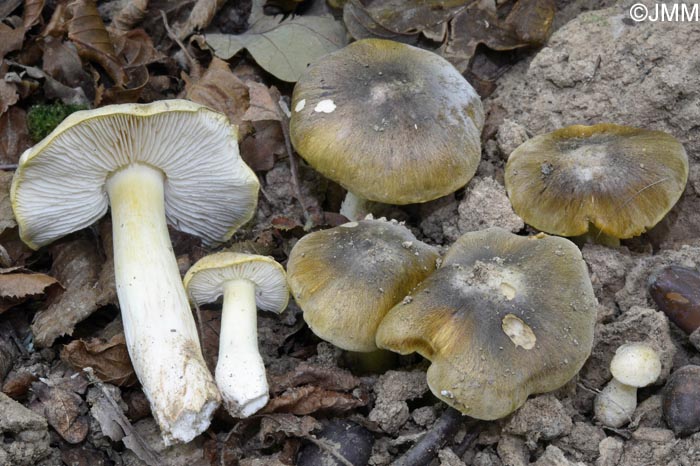 Tricholoma rufenum