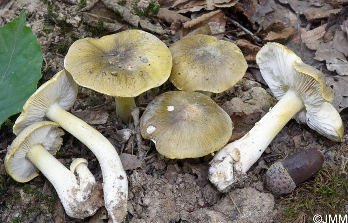 Tricholoma rufenum
