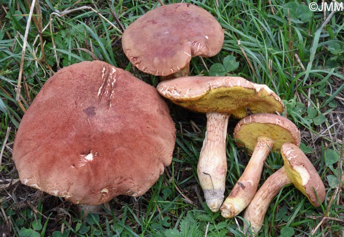 Xerocomus silwoodensis