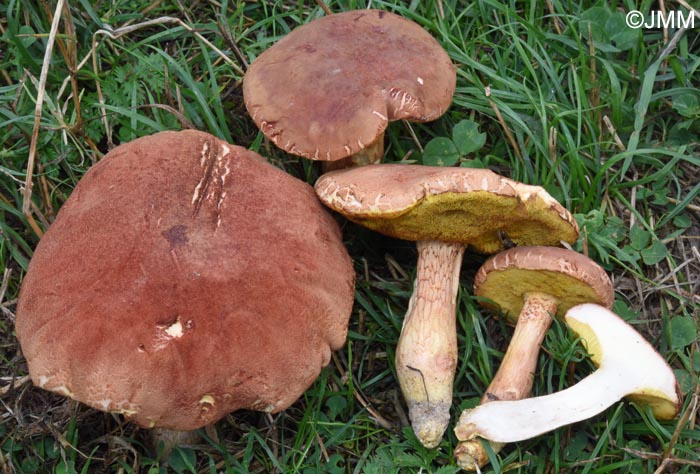 Xerocomus silwoodensis