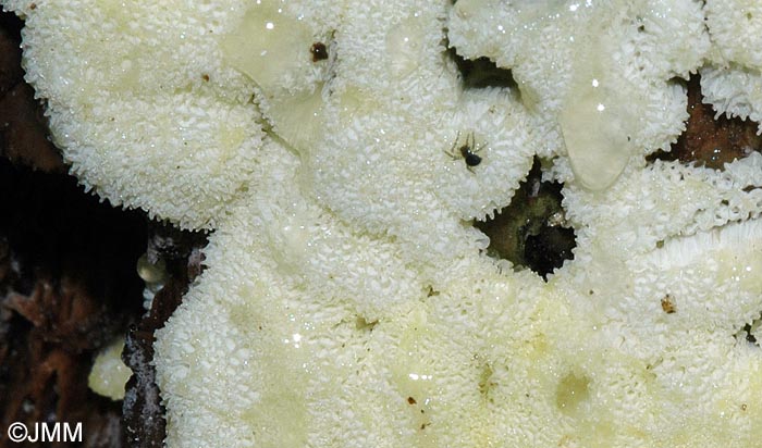 Ceratiomyxa fruticulosa var. porioides