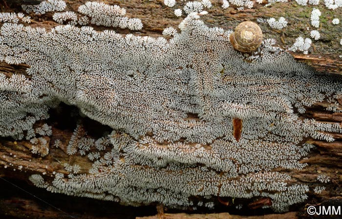 Ceratiomyxa fruticulosa