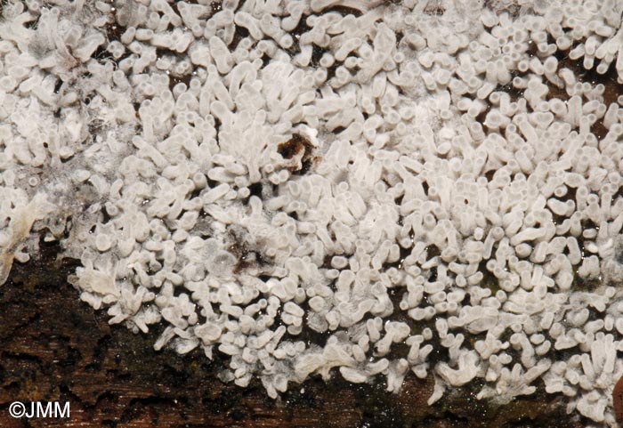 Ceratiomyxa fruticulosa