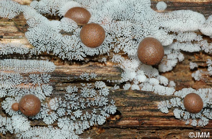 Ceratiomyxa fruticulosa & Lycogala epidendron