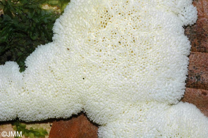 Ceratiomyxa fruticulosa var. porioides