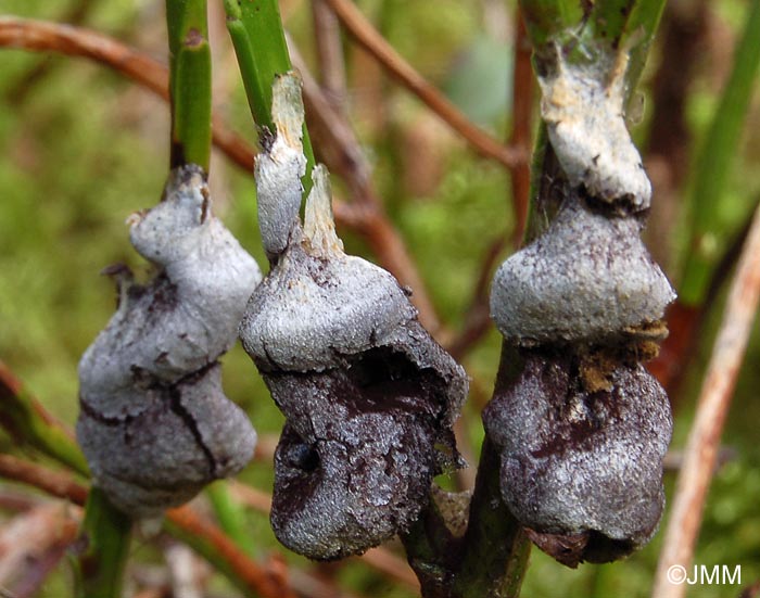 Fuligo muscorum