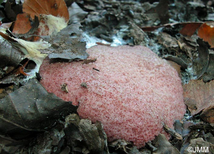 Fuligo septica var. rosea