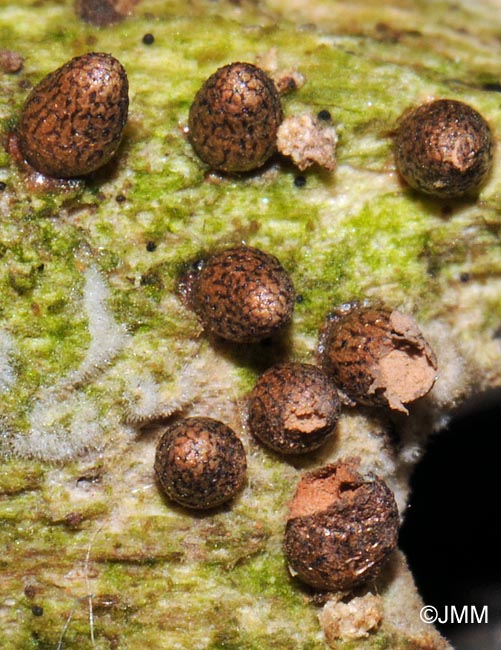 Lycogala conicum