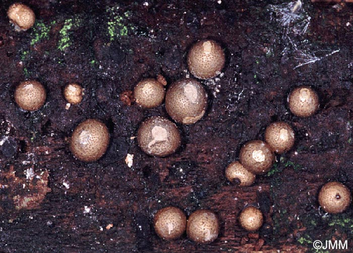 Lycogala exiguum