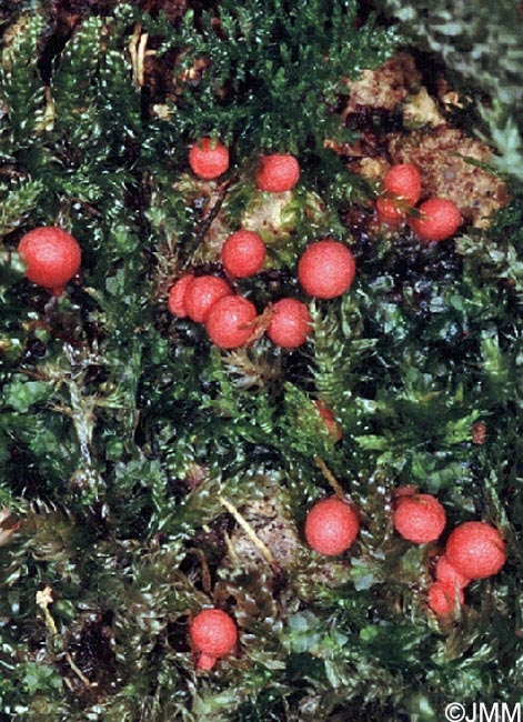 Lycogala exiguum