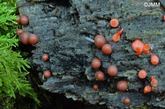 Lycogala exiguum