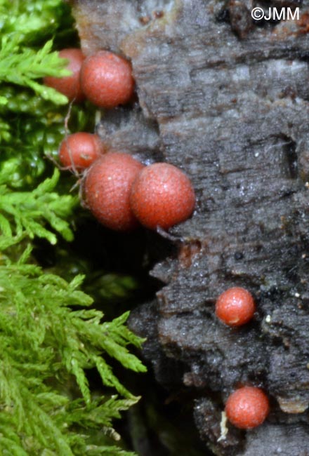 Lycogala exiguum