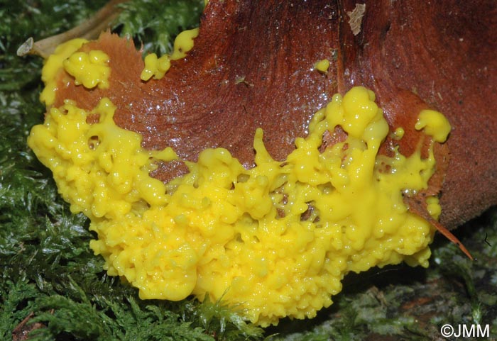 Physarum virescens