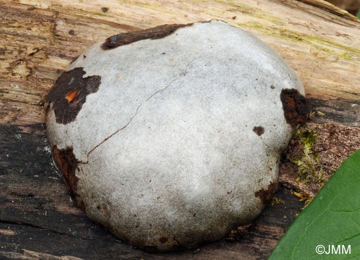 Reticularia lycoperdon = Enteridium lycoperdon