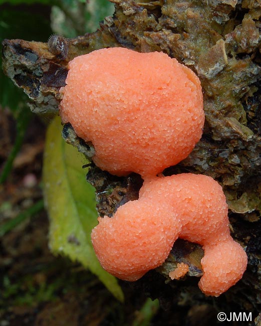 Tubifera ferruginosa