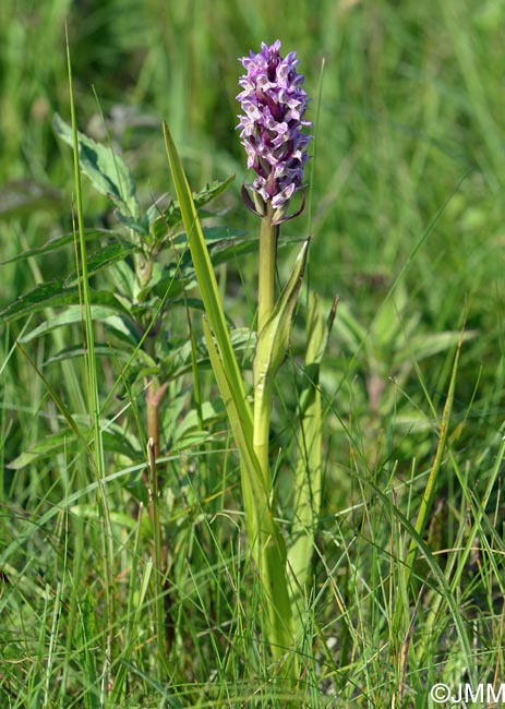 Dactylorhiza incarnata