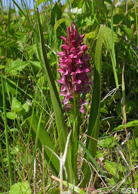 Dactylorhiza incarnata var. lobelii f. dunensis