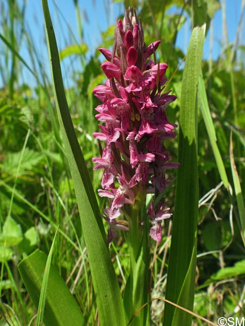 Dactylorhiza incarnata var. lobelii f. dunensis