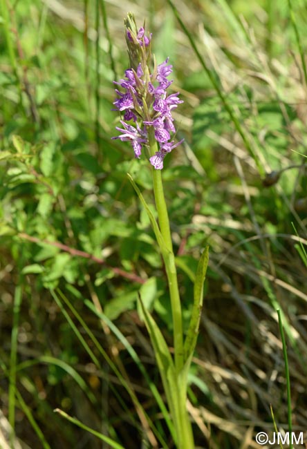 Dactylorhiza incarnata var. haematodes