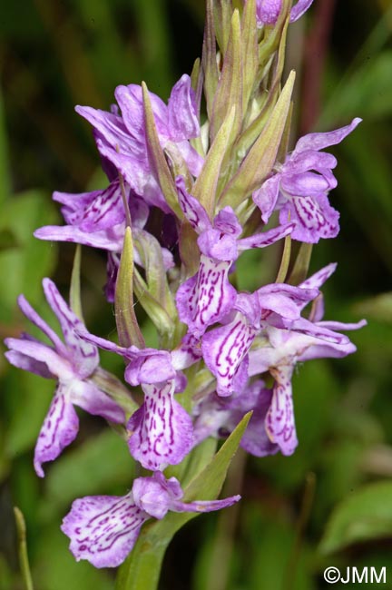 Dactylorhiza incarnata var. haematodes