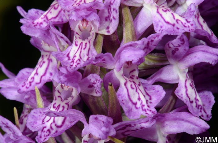 Dactylorhiza incarnata var. haematodes