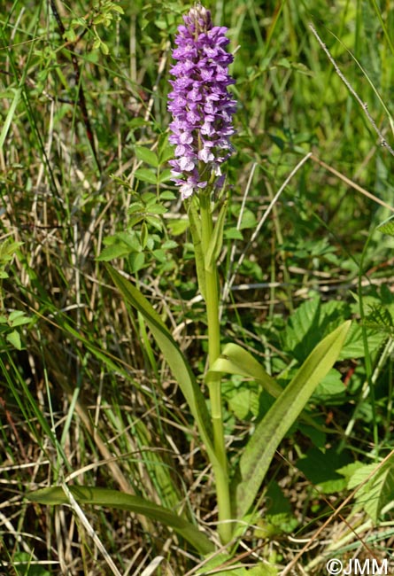 Dactylorhiza incarnata var. haematodes