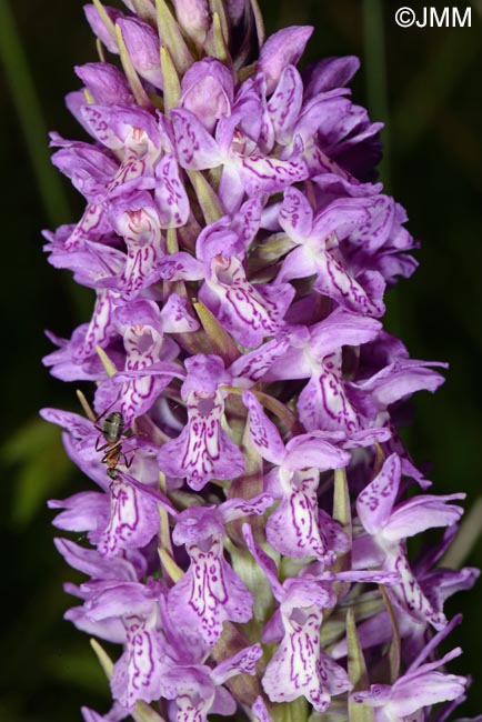 Dactylorhiza incarnata var. haematodes