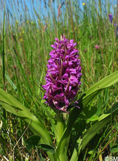 Dactylorhiza incarnata var. lobelii