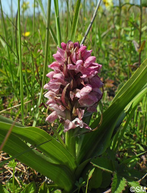 Dactylorhiza incarnata var. lobelii