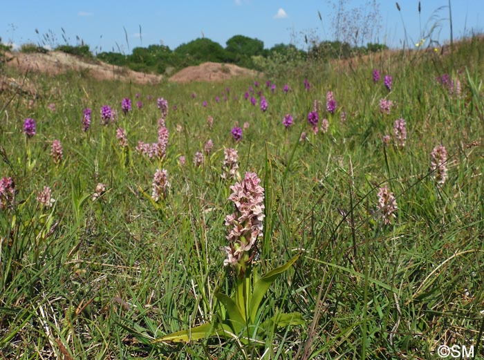 Dactylorhiza incarnata var. lobelii