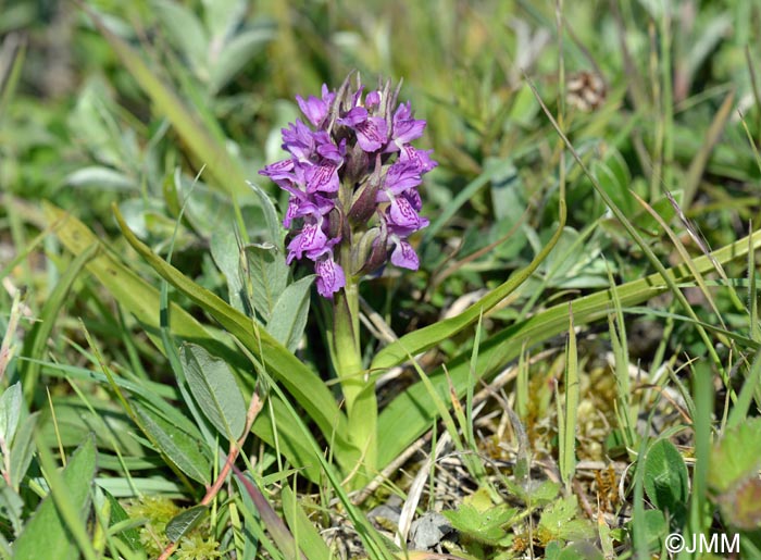 Dactylorhiza incarnata var. lobelii