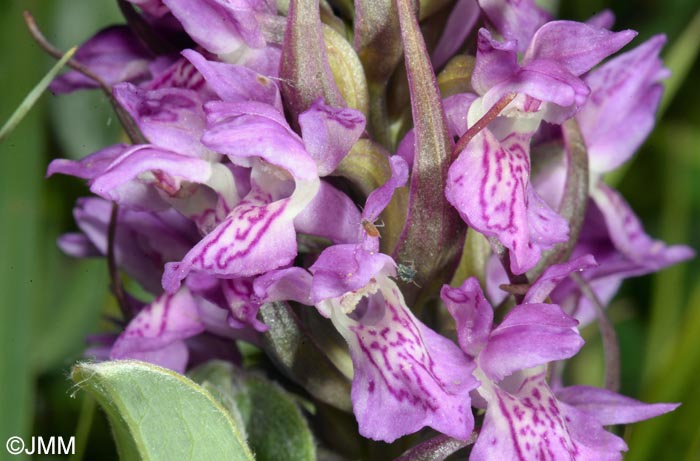 Dactylorhiza incarnata var. lobelii