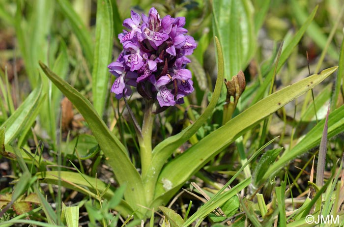 Dactylorhiza incarnata var. lobelii