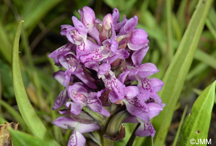 Dactylorhiza incarnata var. lobelii