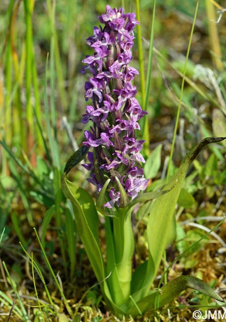 Dactylorhiza incarnata var. lobelii