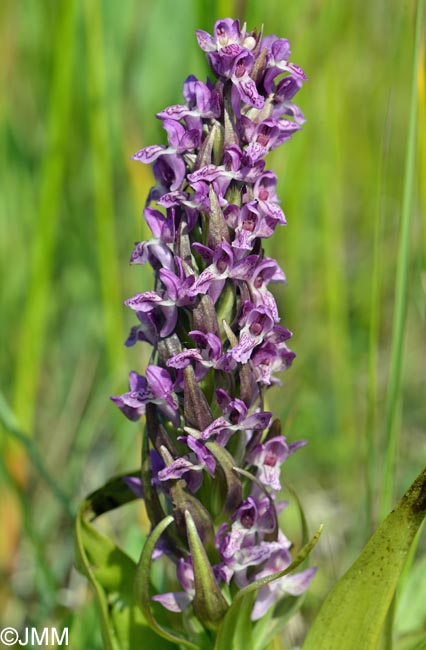 Dactylorhiza incarnata var. lobelii