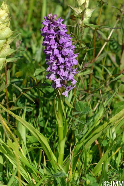 Dactylorhiza praetermissa