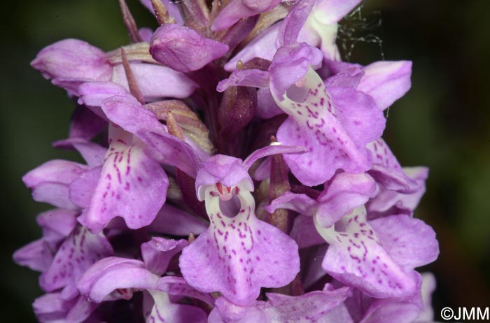 Dactylorhiza praetermissa