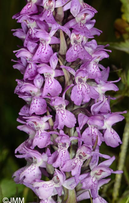 Dactylorhiza praetermissa