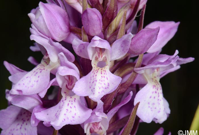 Dactylorhiza praetermissa