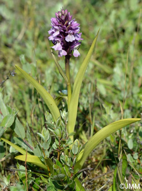 Dactylorhiza praetermissa