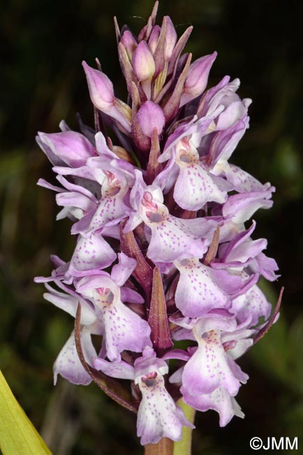 Dactylorhiza praetermissa